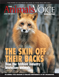 The Animals Voice Magazine