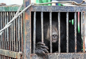 Cruel protests by Korean bear farmers