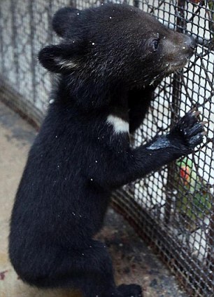 Smuggler caught with 22 bear cubs running free in his car tried to convince customs officials they were dogs- China