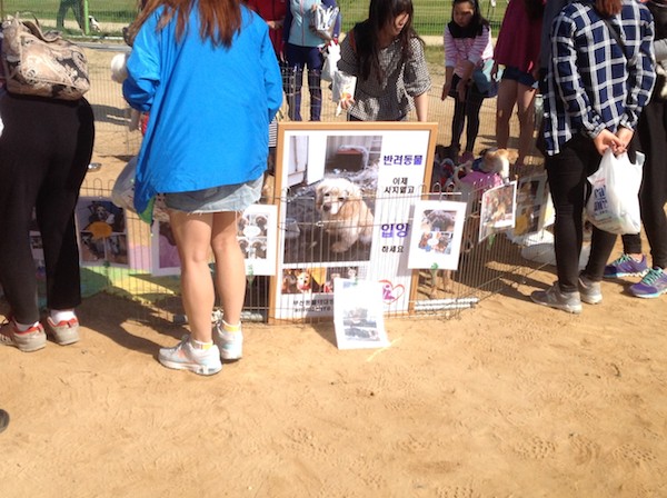 Celebrating World Animal day Korea 2014 #5